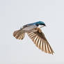 Tree Swallow Flight