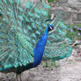 Proud Peacock