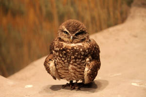 Tiny Owl