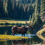 A moose drinking water. 