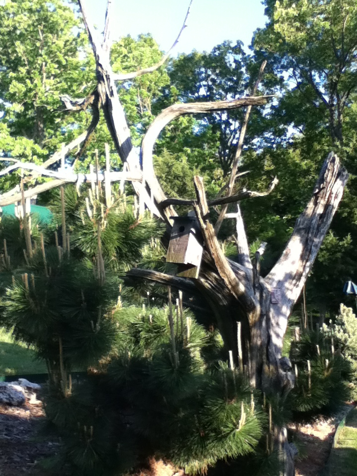 Dead Tree with Bird Houses