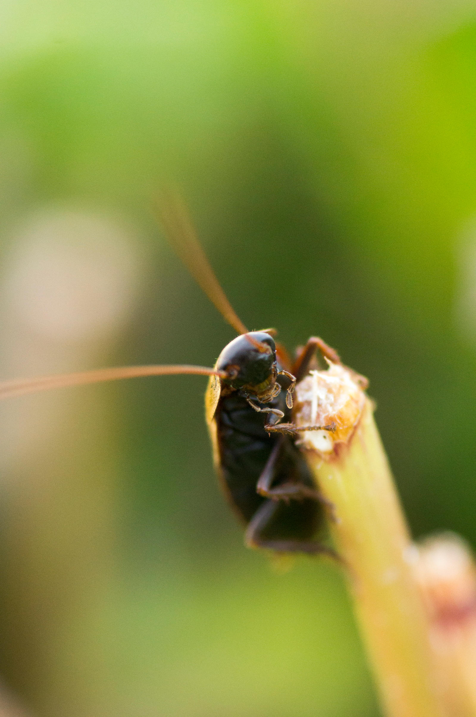 Cockroach