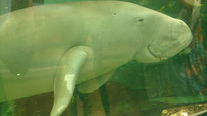 Dugong