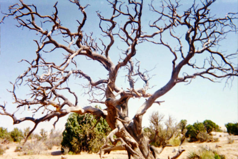Moab Tree by HimeNoAku on DeviantArt
