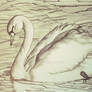 Mute Swan