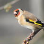 Goldfinch