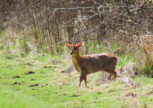 Muntjac