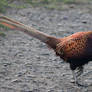 Male Pheasant