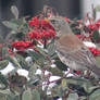 Fieldfare