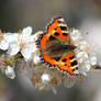 Small Tortoiseshell Butterfly