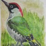 Miniature Green Woodpecker