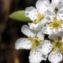 Pear Blossom