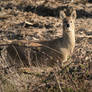 Chinese Water Deer