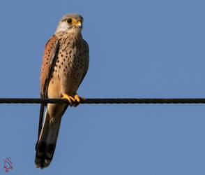 Kestrel