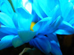 Another blue flower by DeniseSchingeck