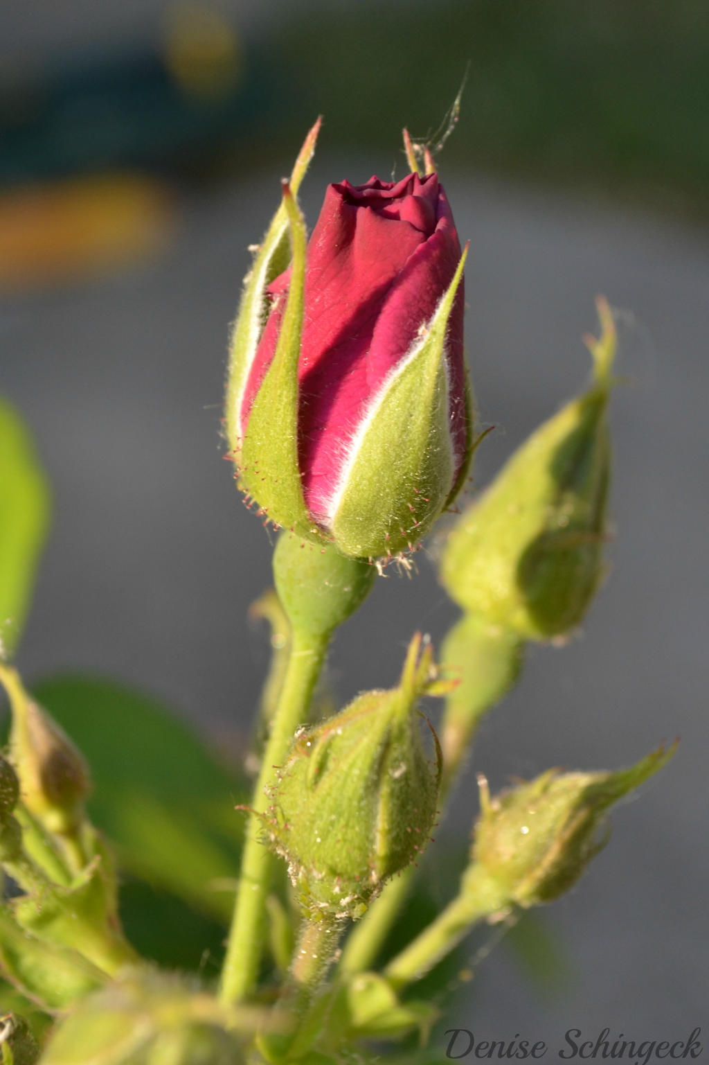 Rose Bush 1