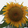 Sunflower s Head