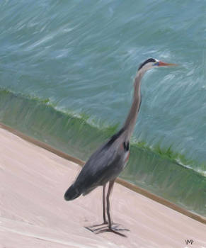 Great Blue Heron