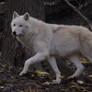 White Wolf 3