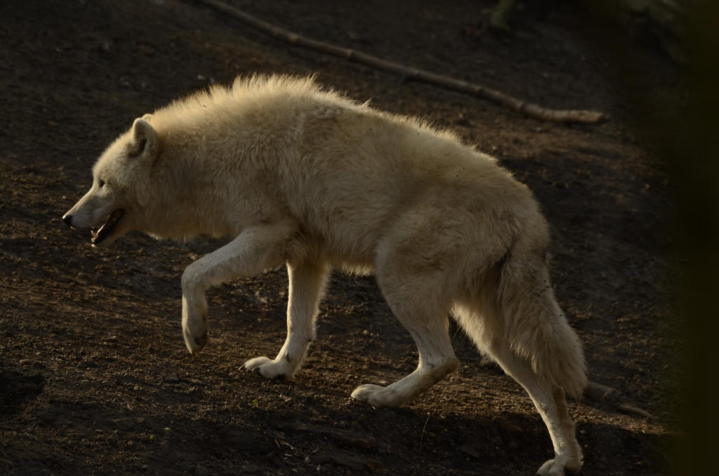 White Wolf 43 by fallen-cherubim on DeviantArt