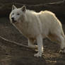 White Wolf 59