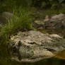 Macro 4