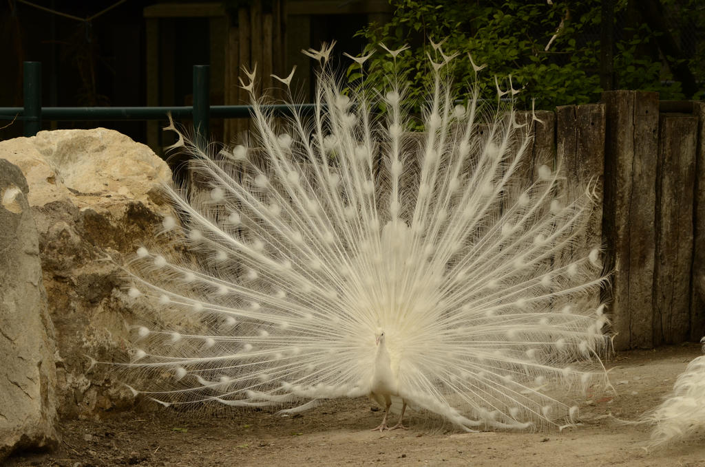 White Peacock 1