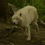 White Wolf 68