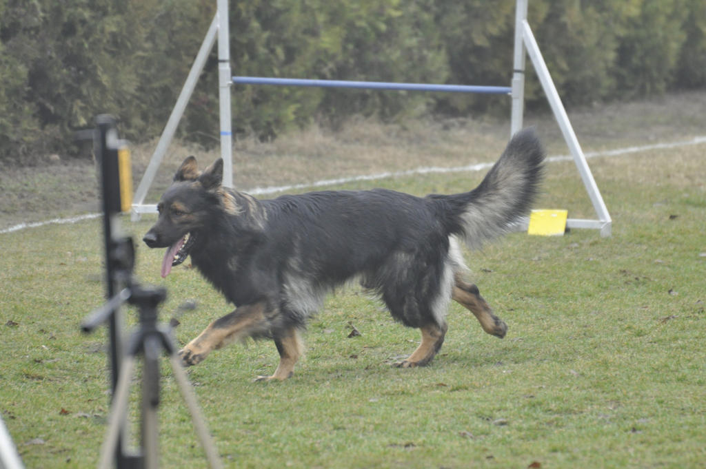 German Shepherd 2