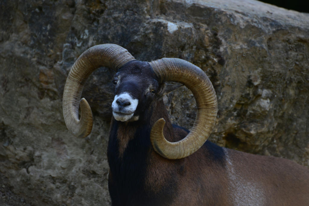 Horns 7