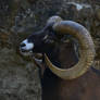 Horns 8
