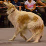 Borzoi 4