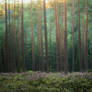 Forest 10
