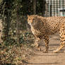Cheetah 7