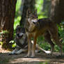 Grey Wolf 78