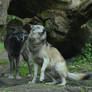 Grey Wolf 82