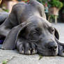 Great Dane