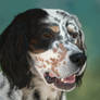 English Setter Portrait