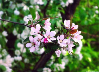 Cherry blossom by Ani-ko