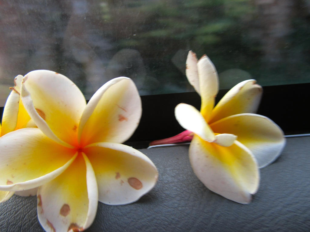 Plumeria