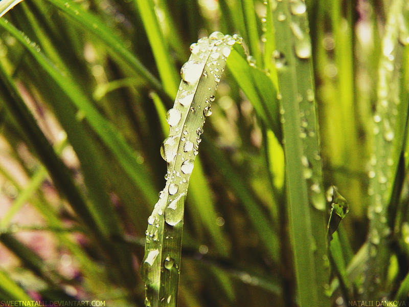 Grass after rain.