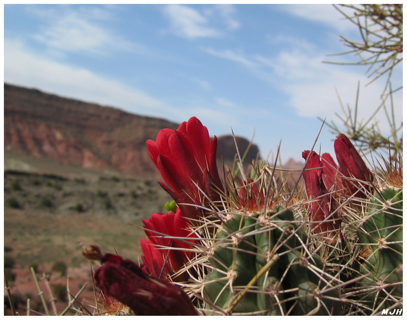 Canyon Beauty