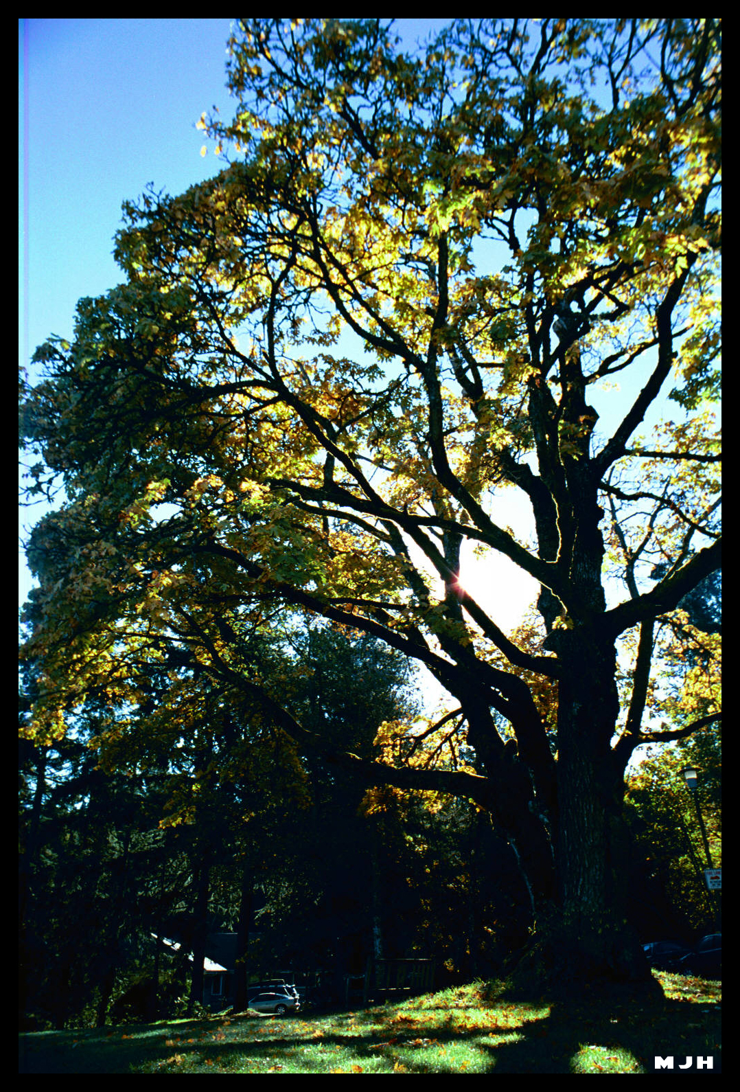 yellow tree