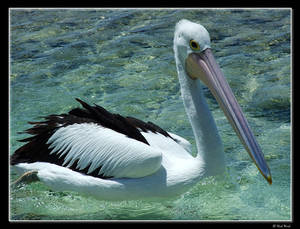 Pelican