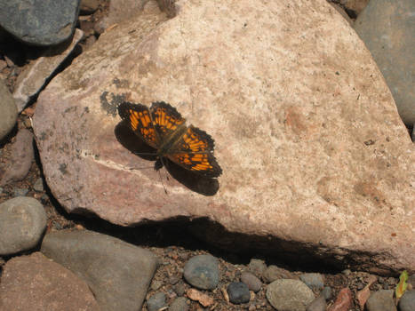 Butterfly on a rock