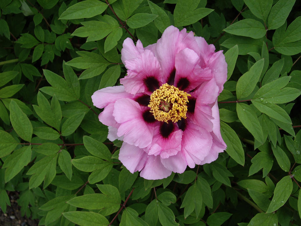 Peony Beauty