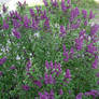 Purple Umbels