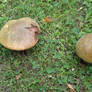 Fungi Couple