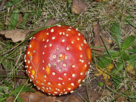 Am I the Most Beautiful Toadstool?