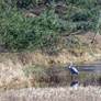 Gray Heron looking for food